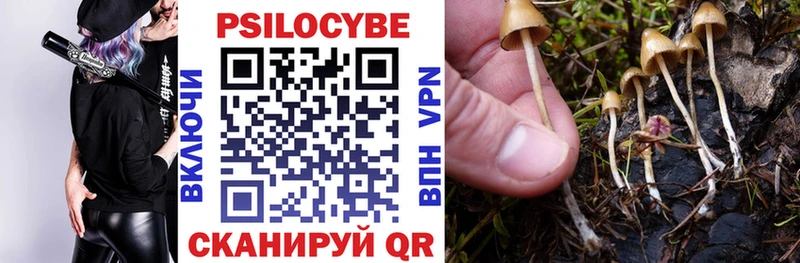 Псилоцибиновые грибы прущие грибы  mega маркетплейс  Зерноград  как найти  